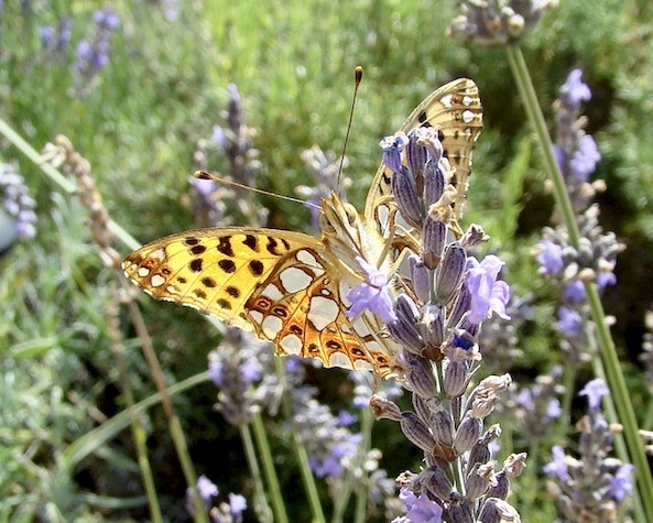Queen of Spain fritillary
